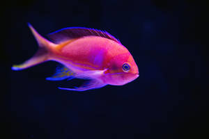 Anthias 4k Ultra Hd Fish Wallpaper