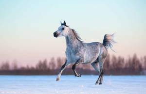 Appaloosa Horse Enjoying A Winter Day Wallpaper