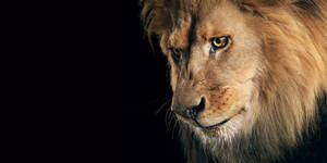 Appealing 3d Lion Background Wallpaper