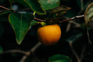 Appetizing Persimmon Wallpaper