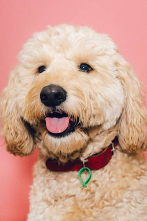 Apricot Poodle Close-up Wallpaper