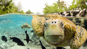 Aquatic Green Sea Turtle Wallpaper