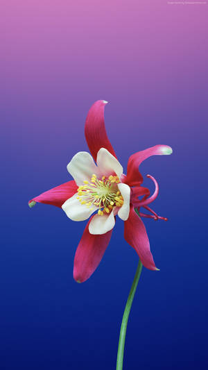 Aquilegia Flower Apple Wallpaper