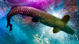 Arapaima Gigas In Aquarium Wallpaper