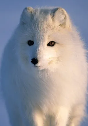 Arctic Region White Arctic Fox Wallpaper