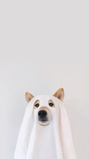 Are You Ready To Get The Most Out Of Your Iphone With A Furry Friend? Wallpaper