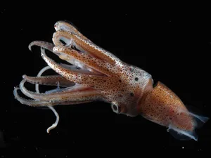 Argentine Shortfin Calamari Wallpaper