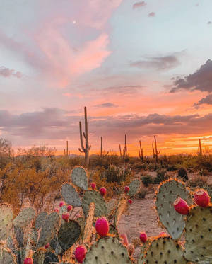 Arizona's Botanical Garden Wallpaper