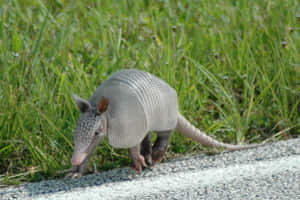 Armadillo Crossing Roadside Grass Wallpaper