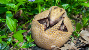 Armadillo Curled Up Defense Wallpaper