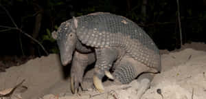 Armadillo Nighttime Foraging.jpg Wallpaper