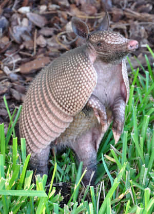 Armadillo Standing Grass Wallpaper