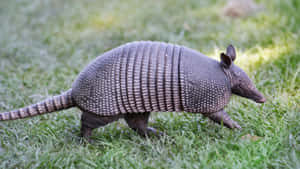 Armadillo Walking Through Grass Wallpaper