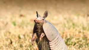 Armadilloin Grassland.jpg Wallpaper