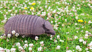 Armadilloin Grassy Field.jpg Wallpaper