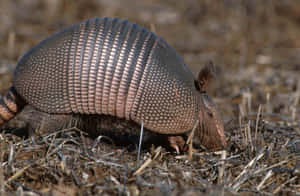 Armadilloin Natural Habitat.jpg Wallpaper