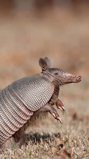 Armadilloin Natural Habitat.jpg Wallpaper