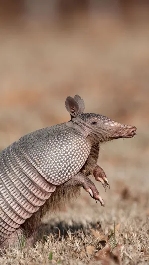 Armadilloin Natural Habitat.jpg Wallpaper