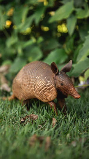 Armadilloin Natural Habitat Wallpaper