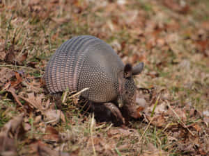 Armadilloin Natural Habitat Wallpaper