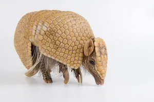 Armadilloon White Background Wallpaper