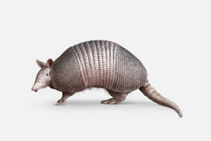 Armadilloon White Background.jpg Wallpaper