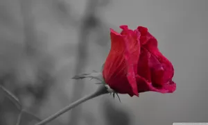 Aromatic Beauty Wallpaper