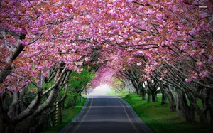Aromatic Spring Night At The Cherry Blossom. Wallpaper