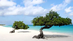 Aruba Divi Divi Trees Wallpaper