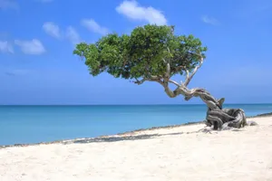 Aruba Eagle Beach Wallpaper