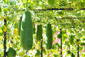 Ash Gourd Vegetable Garden Vines Wallpaper