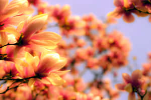 Asian Magnolia Flower Orange Color Wallpaper