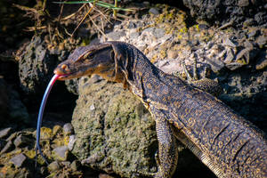 Asian Water Monitor Lizard Beside Beach Rocks Wallpaper