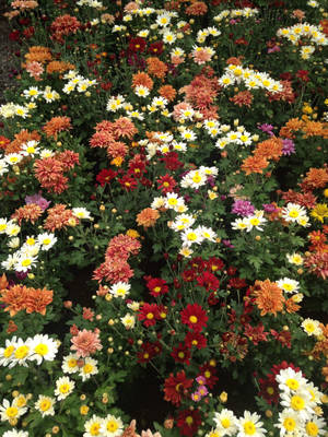 Assorted Chrysanthemum Flower Field Wallpaper