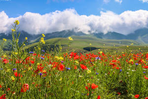 Assorted Flowers On Meadow Wallpaper