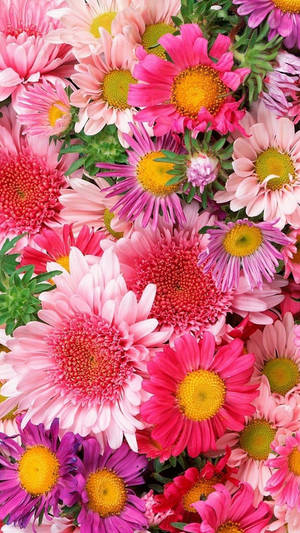 Assorted Pink Flowers Wallpaper