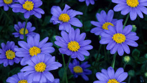 Aster Purple Daisy Wallpaper