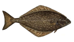 Atlantic Halibut Fish Illustration Wallpaper