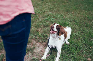 Attentive Spaniel During Training Session Wallpaper