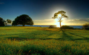 Attractive Green Grass Sunset Wallpaper