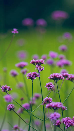 Attractive Purple Flowers Wallpaper