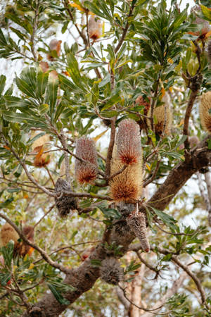 Australia Banksia Wildflower Wallpaper