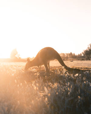 Australia Brown Joey Wallpaper