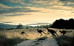 Australian Outback Crossing Kangaroo Wallpaper