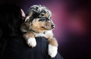 Australian Shepherd Cute Puppy Wallpaper