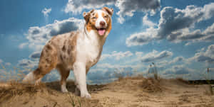 Australian Shepherd Dog Breeds In Desert Wallpaper