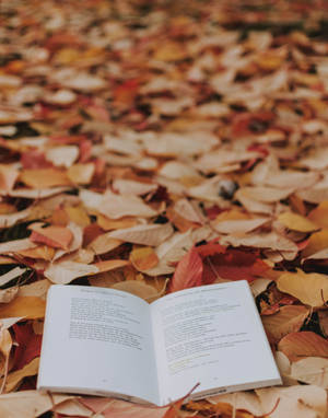 Autumn And Maples Leaves Wallpaper