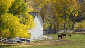 Autumn Beauty On A Pennsylvania Farm Wallpaper