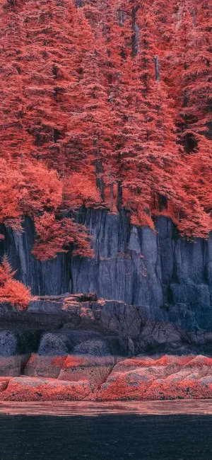 Autumn Forest Aesthetic Iphone 11 Wallpaper