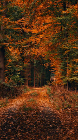 Autumn Iphone 6 Plus With An Orange Forest Wallpaper